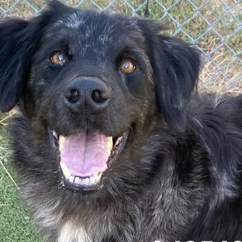 Blink -  Australian Shepherd Dog for Adoption in Myrtle Beach, South Carolina - Blink | PetCurious