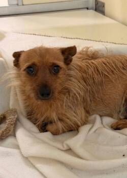 Arcamedis -  Yorkshire Terrier and Chihuahua Dog for Adoption in Columbia, Tennessee - Arcamedis | PetCurious