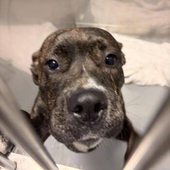 Woah There -  Mixed Breed Dog for Adoption in Davenport, Iowa - Woah There | PetCurious
