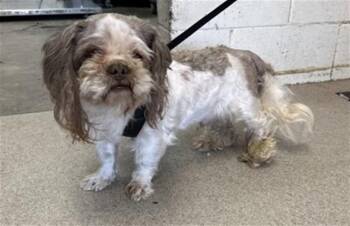 Shih Tzu Dogs Available for Adoption in San Bernardino, California - FRANKIE | PetCurious