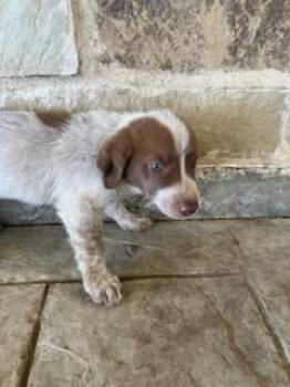 ADELLA -  Mixed Breed Dog for Adoption in Dallas, Texas - ADELLA | PetCurious