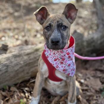 Pit Bull Terrier Dogs Available for Adoption - Sweetie | PetCurious