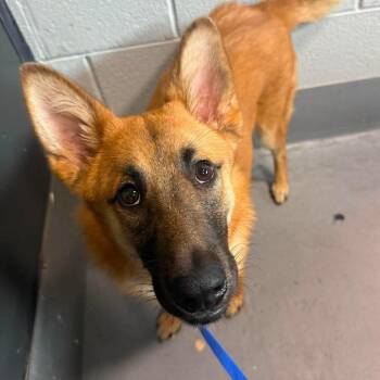 Daytona -  Belgian Shepherd Malinois and Mixed Breed Dog for Adoption in Aldie, Virginia - Daytona | PetCurious