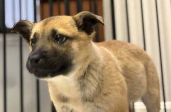 Shepherd Dogs Available for Adoption - Trix | PetCurious