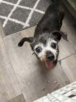 Rescue Chihuahua Dogs for Adoption in Patchogue, New York - Belmont | PetCurious