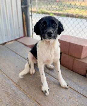 Indy -  Terrier and Mixed Breed Dog for Adoption in Severance, Colorado - Indy | PetCurious