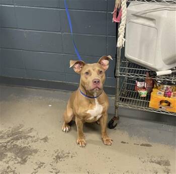 PAXTON -  American Staffordshire Terrier and Mixed Breed Dog for Adoption in Tallahassee, Florida - PAXTON | PetCurious