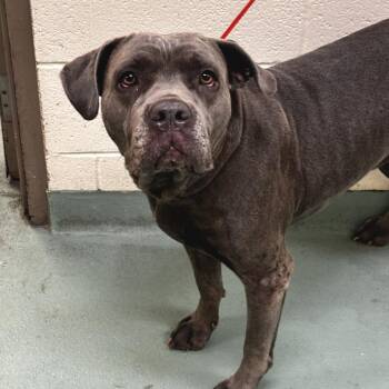 Bluey -  Mixed Breed Dog for Adoption in Memphis, Tennessee - Bluey | PetCurious