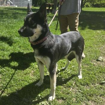 German Shepherd Dog and Husky Dogs Available for Adoption in Chesterfield, Missouri - Skylar | PetCurious
