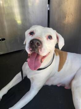 American Staffordshire Terrier Dogs Available for Adoption in San Antonio, Texas - MARRY JANE | PetCurious