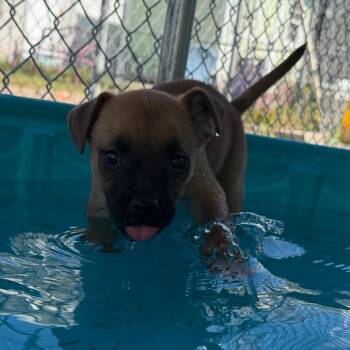 Arugula -  Mixed Breed Dog for Adoption in Waynesville, North Carolina - Arugula | PetCurious