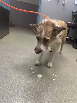 Rescue Terrier Dogs for Adoption in Las Vegas, Nevada - CHERRY COKE | PetCurious