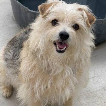 Terrier and Yorkshire Terrier Dogs Available for Adoption in Hondo, Texas - Courtney | PetCurious