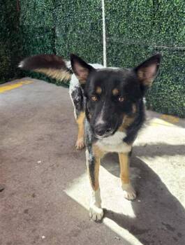 61290396 -  Shepherd and Mixed Breed Dog for Adoption in El Paso, Texas - 61290396 | PetCurious