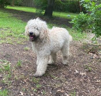 Poodle and Golden Retriever Dogs Available for Adoption in Rowlett, Texas - HUBBA | PetCurious