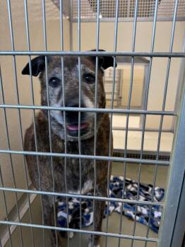 Mixed Breed Dogs Available for Adoption in Columbia, Tennessee - Rusty | PetCurious