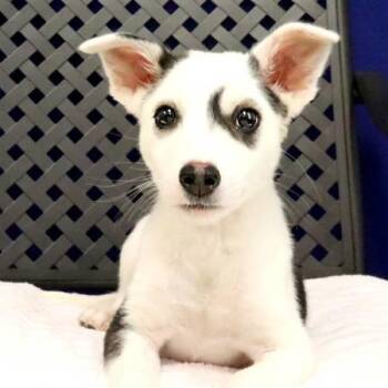 Holstein -  Siberian Husky Dog for Adoption in Midland, Texas - Holstein | PetCurious