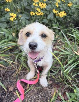 Dolly -  Jack Russell Terrier Dog for Adoption in Fairfax, Virginia - Dolly | PetCurious