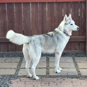 Madame Cleo is your future -  Husky and Alaskan Malamute Dog for Adoption in Friendswood, Texas - Madame Cleo Is Your Future | PetCurious