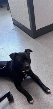 Mixed Breed Dogs Available for Adoption in West Chester, Pennsylvania - Paco | PetCurious