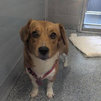 Maebe -  Corgi and Beagle Dog for Adoption in Charlottesville, Virginia - Maebe | PetCurious