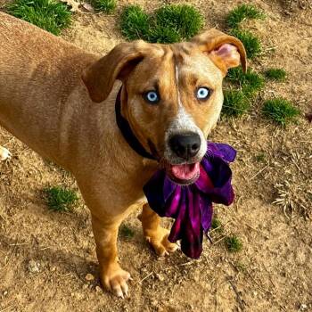 Rescue Mixed Breed Dogs for Adoption in Joppa, Alabama - Jasmine | PetCurious