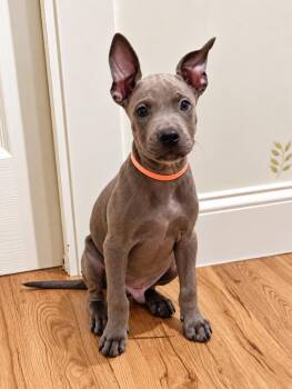 Edwin -  Pit Bull Terrier Dog for Adoption in Nashville, Tennessee - Edwin | PetCurious