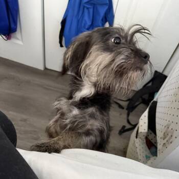 Nori (Benefactor Dog) -  Schnauzer and Border Terrier Dog for Adoption in Abbotsford, British Columbia - Nori (Benefactor Dog) | PetCurious
