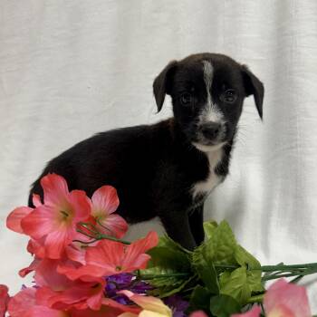 Cheddar the tiny mixed breed puppy -  Miniature Pinscher and Schnauzer Dog for Adoption in Muskego, Wisconsin - Cheddar The Tiny Mixed Breed Puppy | PetCurious