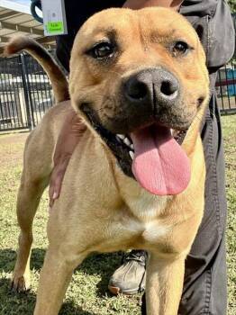 Pit Bull Terrier and Mixed Breed Dogs Available for Adoption in Riverside, California - CHOPPA | PetCurious