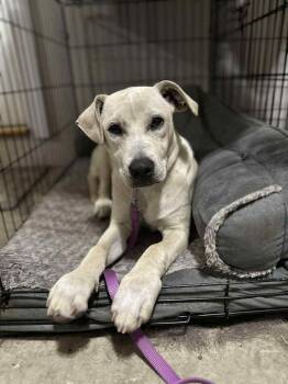 Rescue Labrador Retriever Dogs for Adoption - Leo | PetCurious