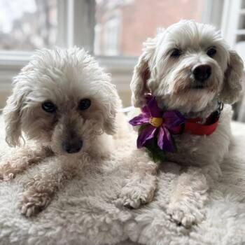 Mixed Breed and Poodle Dogs Available for Adoption - Ernie & Stella | PetCurious