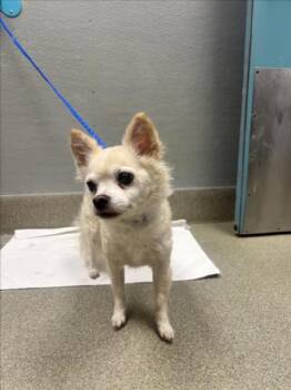 FLACO -  Chihuahua Dog for Adoption in Las Vegas, Nevada - FLACO | PetCurious