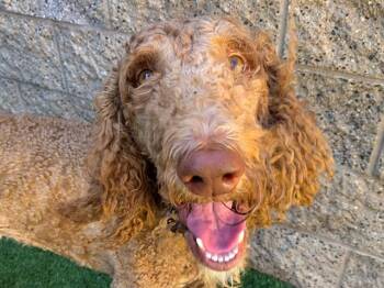 SAVE ME PLEASE Perkins - IDA551479 -  Standard Poodle Dog for Adoption in San Marcos, California - SAVE ME PLEASE Perkins - IDA551479 | PetCurious