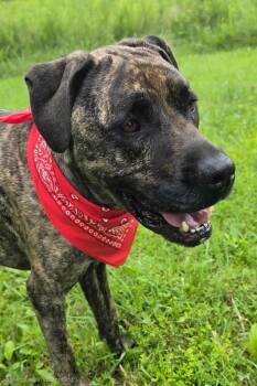 BAILEY -  Mastiff and Mixed Breed Dog for Adoption in Crossville, Tennessee - BAILEY | PetCurious