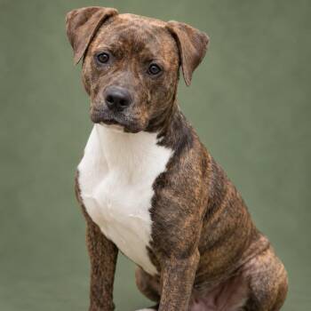 MURIEL -  Terrier Dog for Adoption in Cranston, Rhode Island - MURIEL | PetCurious