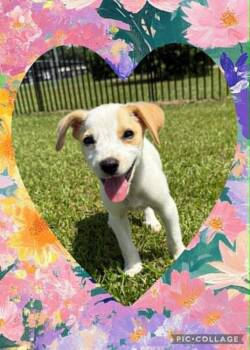 Sundae -  Mixed Breed Dog for Adoption in Scott, Louisiana - Sundae | PetCurious