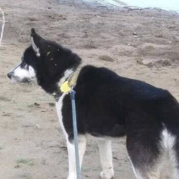 Rescue Siberian Husky and Alaskan Malamute Dogs for Adoption in San Rafael, California - Wolf | PetCurious