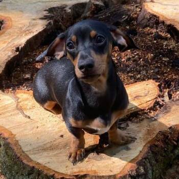 Nellie -  Miniature Dachshund Dog for Adoption in Martinsburg, West Virginia - Nellie | PetCurious