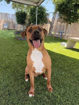Labrador Retriever and Mixed Breed Dogs Available for Adoption in Chula Vista, California - CHILI | PetCurious