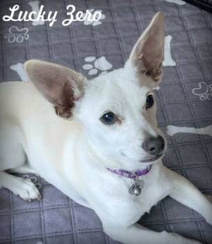 Rescue Dachshund and Chihuahua Dogs for Adoption in Anaheim, California - Lucky Zero | PetCurious