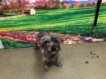 Terrier and Mixed Breed Dogs Available for Adoption in Moreno Valley, California - A550811 | PetCurious