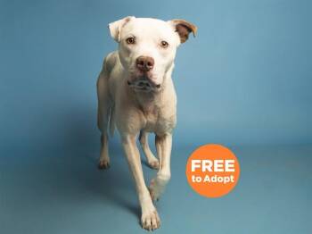 Pit Bull Terrier and Mixed Breed Dogs Available for Adoption in Phoenix, Arizona - CHILI DOG | PetCurious
