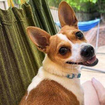 Breezy -  Chihuahua and Mixed Breed Dog for Adoption in Helena, Alabama - Breezy | PetCurious