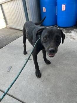 Moe -  Pit Bull Terrier and Mixed Breed Dog for Adoption in Fresno, California - Moe | PetCurious