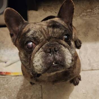 Jaxson -  French Bulldog Dog for Adoption in Houston, Texas - Jaxson | PetCurious