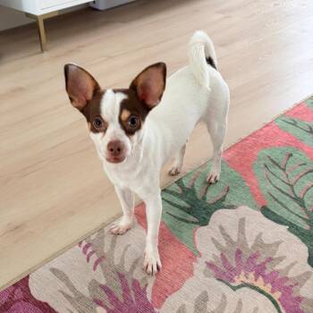 Papi -  Chihuahua Dog for Adoption in Sunrise, Florida - Papi | PetCurious