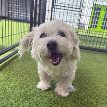 Paul Blart -  Bichon Frise and Cavalier King Charles Spaniel Dog for Adoption in Tampa, Florida - Paul Blart | PetCurious