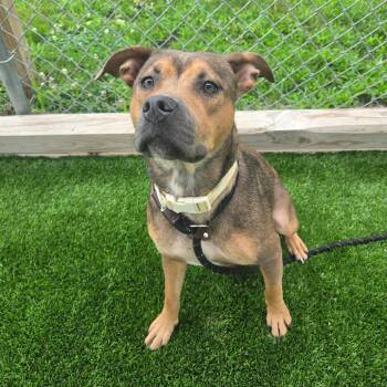 Vesta -  Mixed Breed Dog for Adoption in Binghamton, New York - Vesta | PetCurious