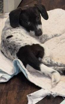 Dachshund and Cairn Terrier Dogs Available for Adoption in Garland, Texas - Blossom  | PetCurious